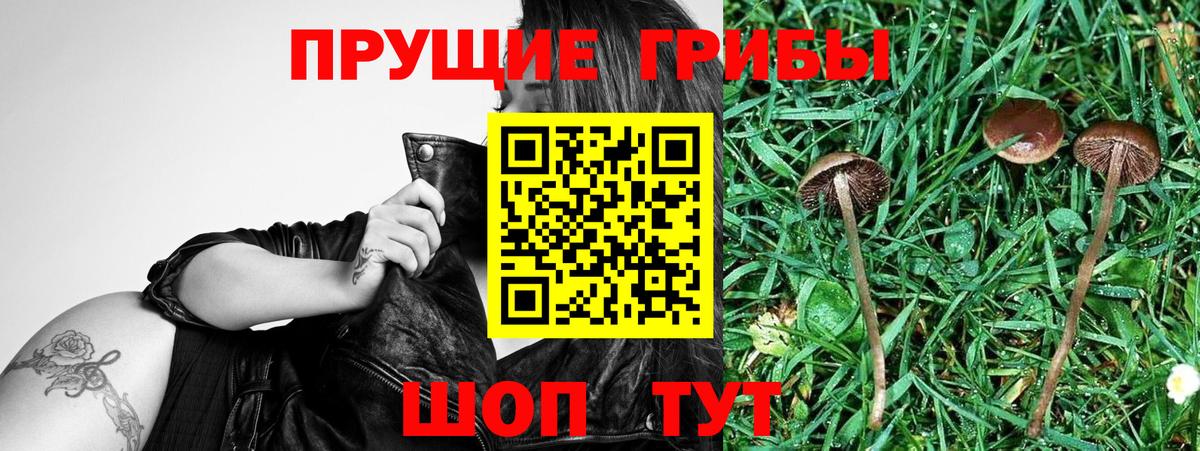 Прохладный  Псилоцибиновые грибы ЛСД  Вход с VPN 